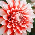 dahlia