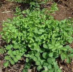2023Q HerbStudy2