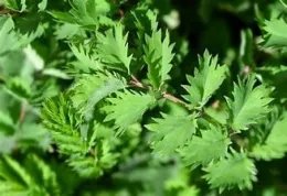 2023Q HerbStudy4