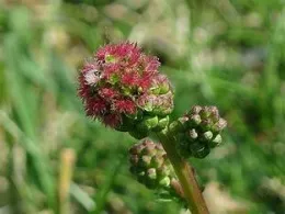 2023Q HerbStudy5