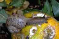 2023Q3 Pests2