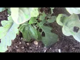 2023Q3 Pests3