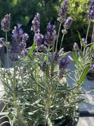 Purple spikes of lavender.