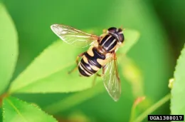 A yellow and black striped fly on a green leaf.