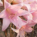 naked ladies