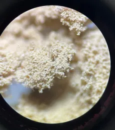 A image of pollen provision, via a microscope. (Photo by Shawn Christensen)
