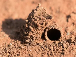 A turret, the work of a bindweed turret bee, Diadasia bituberculata. (Photo by Rachel Vannette)