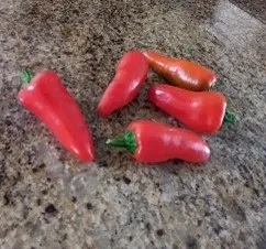 Capsicum annum