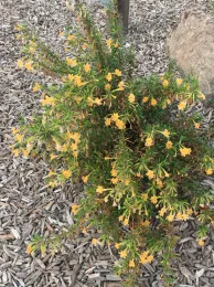 Sticky monkey flower.