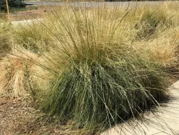 Deer grass.