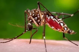 Mosquito magnified to show insect biting someone.