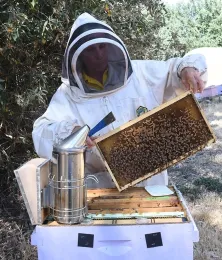 Wendy Mather, co-program manager of the California Master Beekeeper Program, checks a bee frame. (Photo by Kathy Keatley Garvey)