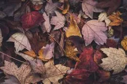 2023 Fall GardenChores03