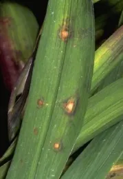 2023 Fall Pests03