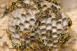 2023 Fall Pests06