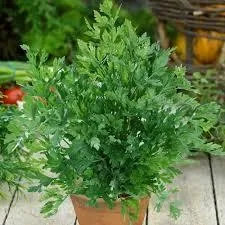 Parsley may be planted in the fall.