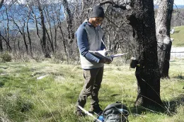 Kendall Calhoun revisa una cámara con sensor de movimiento oculta en Hopland. El equipo visita cada tres meses cada una de las 36 cámaras que ayudan a detector la vida silvestre, para descargar nuevas fotografías, reemplazar partes dañadas y limpiar las lentes de pasto y otra basura que puedan bloquear la imagen de los animales. Fotografía por Marissa Ortega-Welch