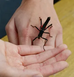 A Peruvian stick insect, aka walking stick, at the Bohart Museum of Entomology. (Photo by Kathy Keatley Garvey)