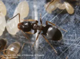 Two ants on a countertop.