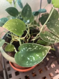 Green plant with silvery speckled leaves in a pot.