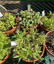 Wildflowers sown from seed in the fall can be transplanted in the spring. Michelle Graydon