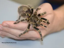Tarantula crawling over human hand.