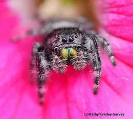 Adorable spider in front of a pink flower.