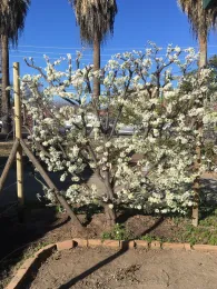 espalier
