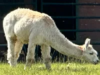 teeny llama
