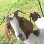 teeny meat goat