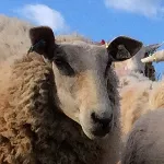 teeny sheep