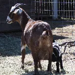 teeny dairy animal