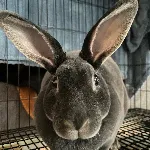 teeny rabbit
