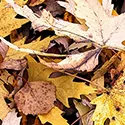 fallen leaves
