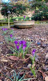 Crocuses are typically the first bulb to flower in spring. These have returned to this local garden year after year. Michell Graydon