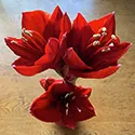 amaryllis