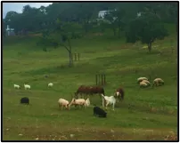 livestock_icon