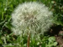 Image of a dandelion seed head