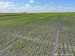 Delta rice variety trial