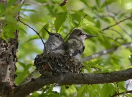 2 weeks after hatching – getting too big for the nest.