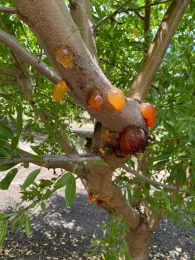 Bolas de goma en un rango de colores –desde ámbar a purpureo- son característicos de Phytophthora aérea causada por la especie Phytophthora syringae. Fotografía por Alejandro Hernández