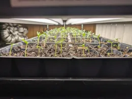 Tiny sprouts growing underneath a grow light.