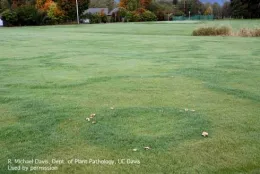 A green lawn with mushrooms popping up to make a circle.