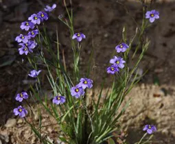 Blue-eyed grass