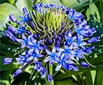 Scilla peruviana