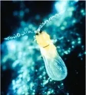 CRS Male