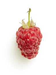 Hort Terms - Photos - Carmichael04