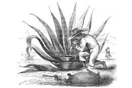 Herb Study Pics - 3 of 3