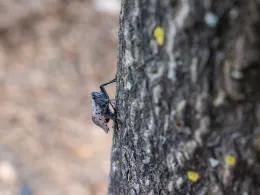 Spotted lanternfly, a pest CDFA is working proactively to keep out of California, stronger prefers tree of heaven. (Photo: USDA)