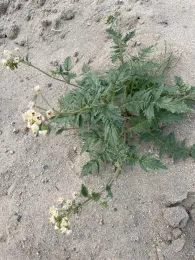 California Figwort